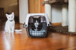 Best-Cat-Carrier-for-Long-Distance-Car-Travel-With-Litter-Box