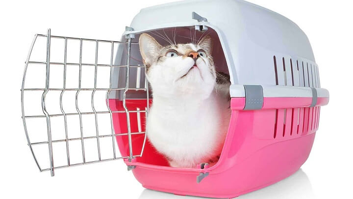 How to Get Your Cat Into a Carrier – tuft + paw