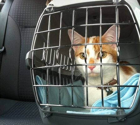 How_to_Secure_a_Cat_Carrier_in_the_Car